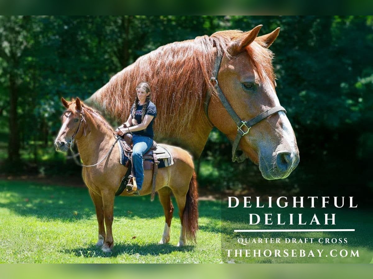 Draft Horse Mix Mare 12 years 15,2 hh Sorrel in Blairsville, GA