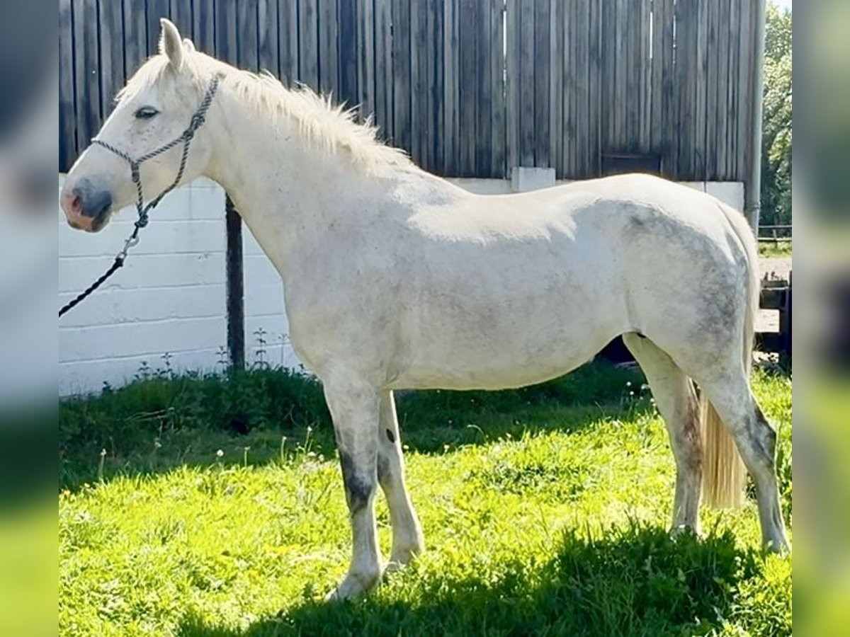 Draft Horse Mare 12 years 16 hh Gray in Dorset Draft Horse Mare 12 years 16 hh Gray in Dorset