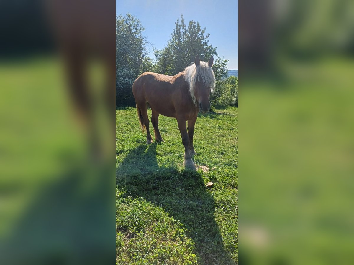 Draft Horse Mare 3 years Chestnut-Red in Langensoultzbach
