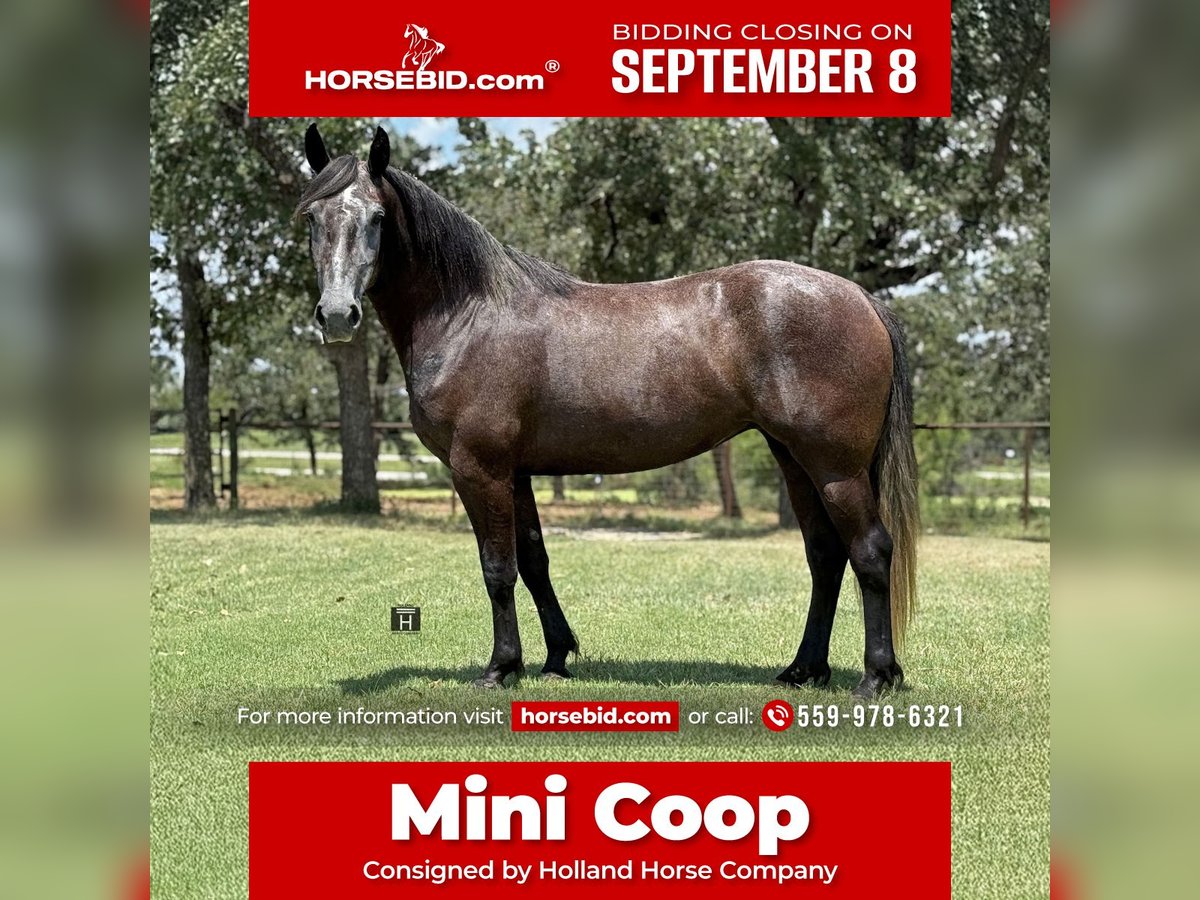 Draft Horse Mix Mare 4 years 14,3 hh Grey in Jacksboro