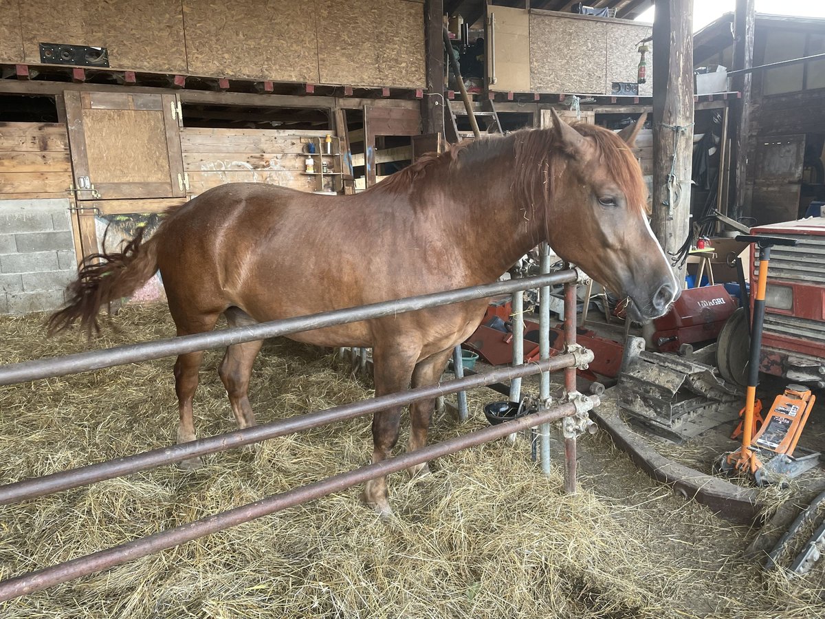 Draft Horse Mare 4 years 15,2 hh in Castiglione Dei Pepoli