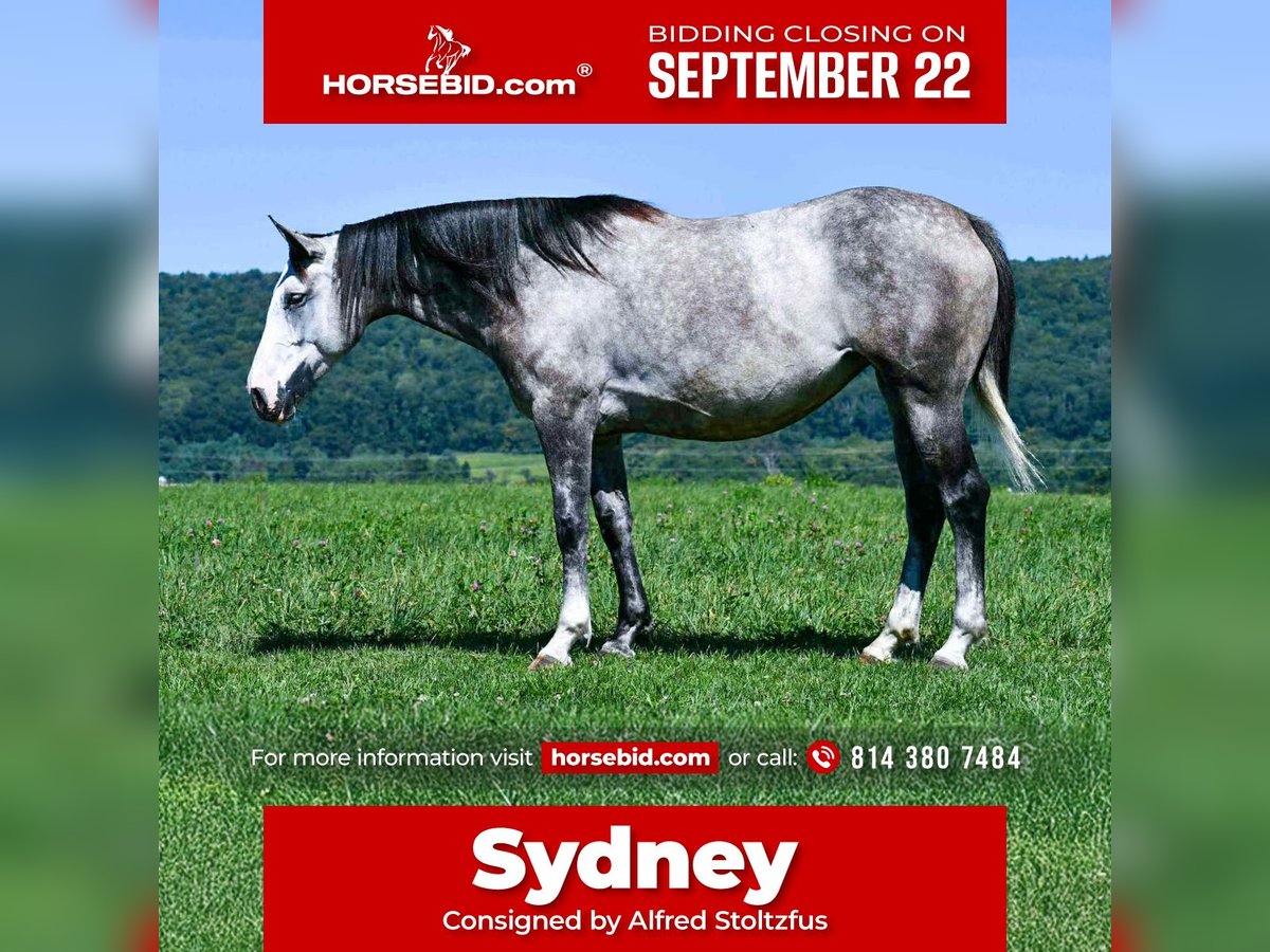 Draft Horse Mix Mare 4 years 16 hh Grey in Howard