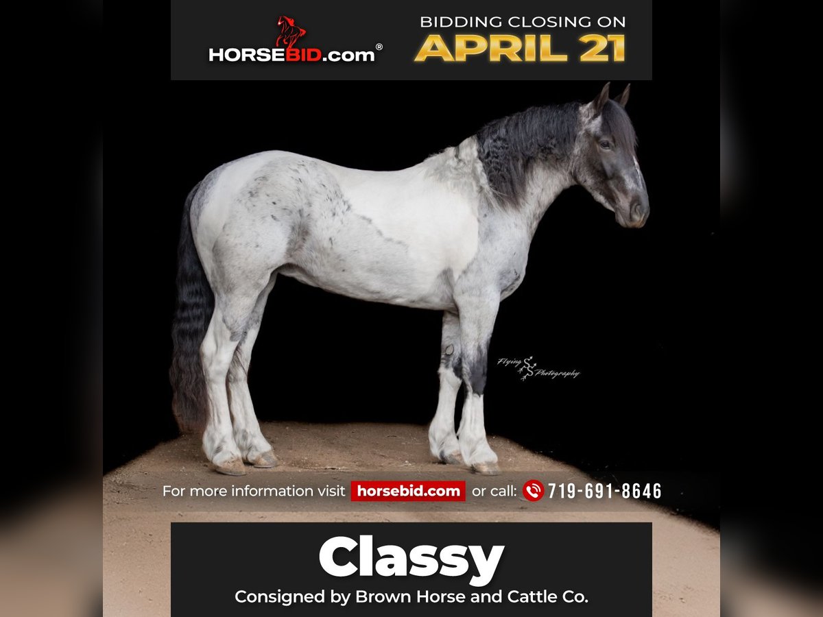 Draft Horse Mix Mare 5 years 15,1 hh in Hastings, MN