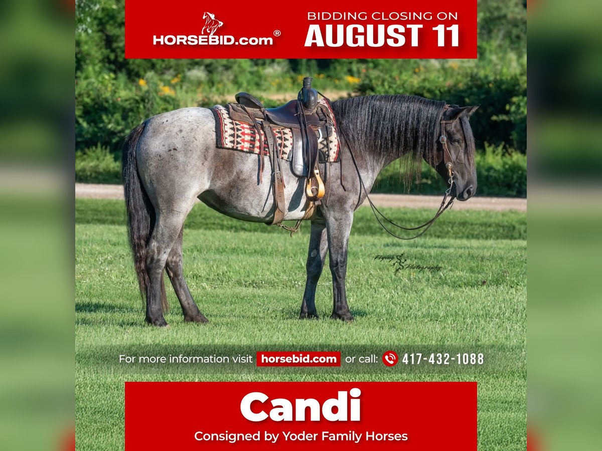 Draft Horse Mix Mare 5 years 15,1 hh Roan-Blue in Harwood, MO