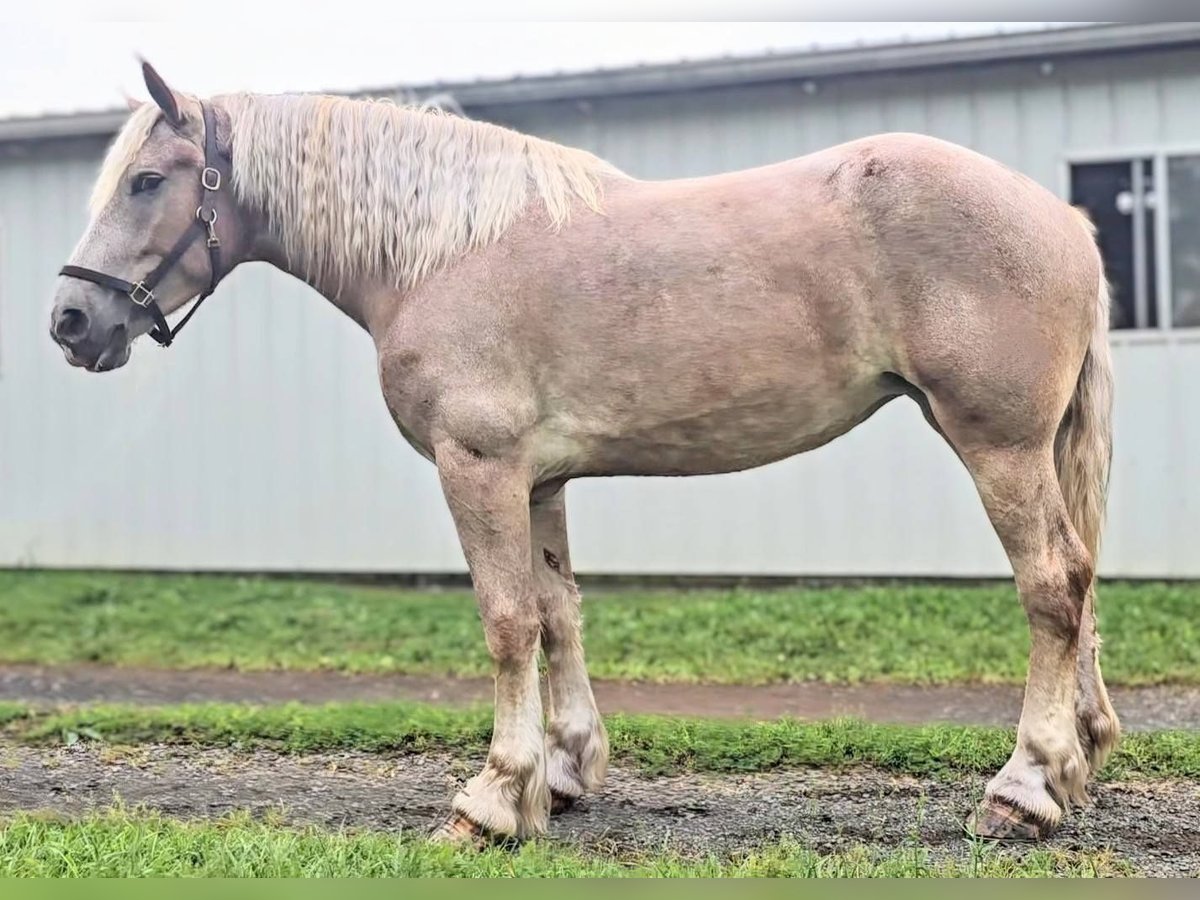 Draft Horse Mare 5 years 17 hh Roan-Red in Jeffersonton