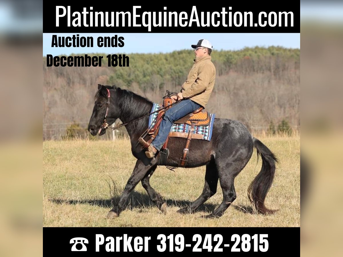 Draft Horse Mare 6 years 15,1 hh Roan-Blue in Brodhead KY