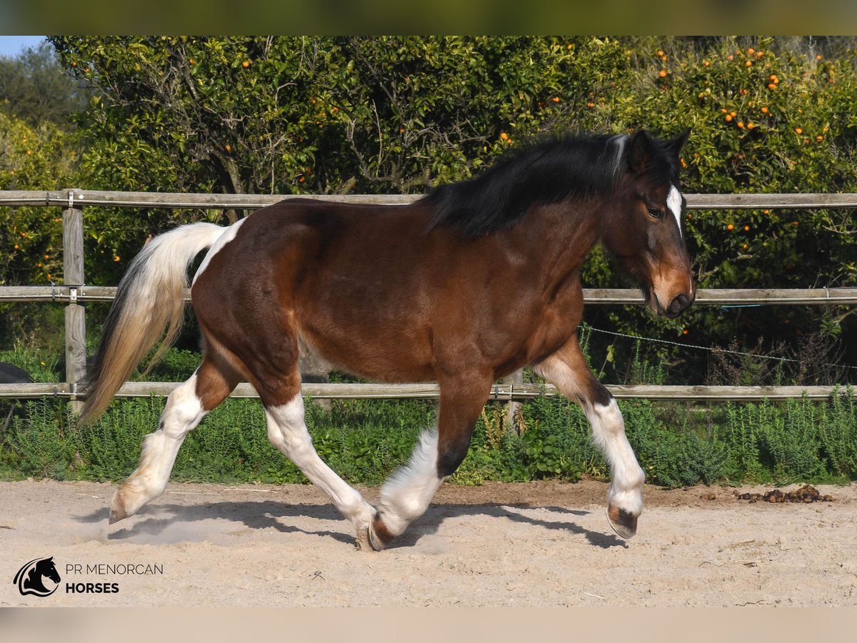 Draft Horse Mix Mare 6 years 15,2 hh Pinto in Menorca