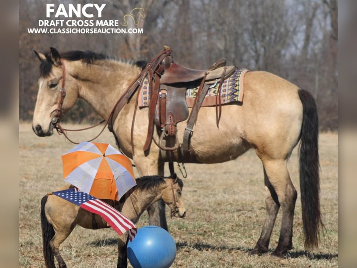 Draft Horse Mare 7 years 15 hh Buckskin in Charleston, IL