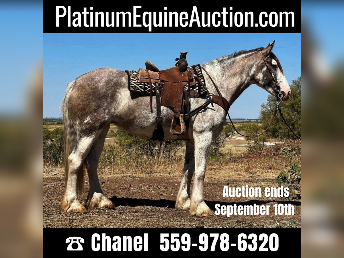 Draft Horse Mare 7 years 16 hh Roan-Blue in Byers, TX