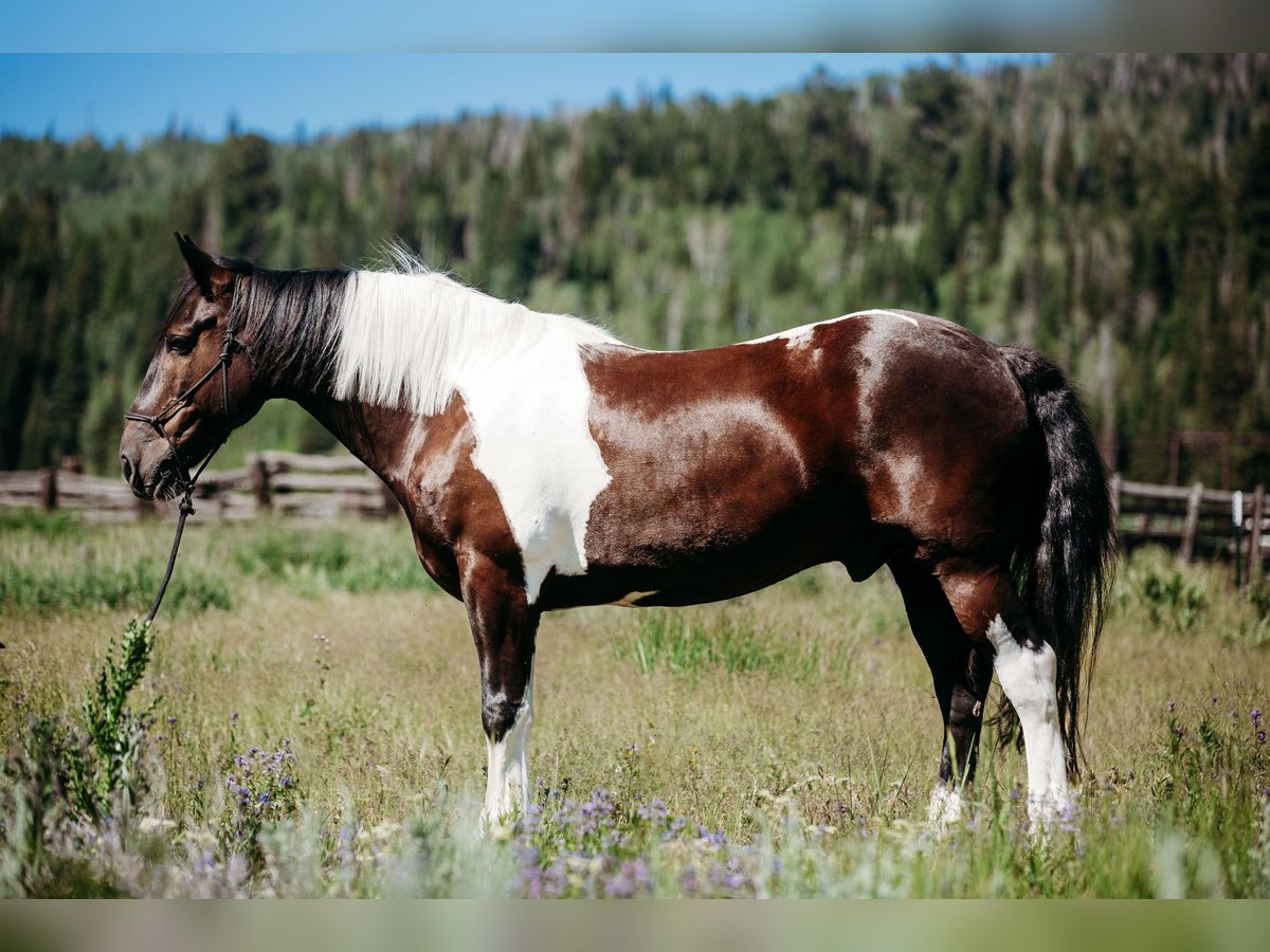 Draft Horse Blandning Valack 12 år 162 cm Tobiano-skäck-alla-färger in Heber CityHeber