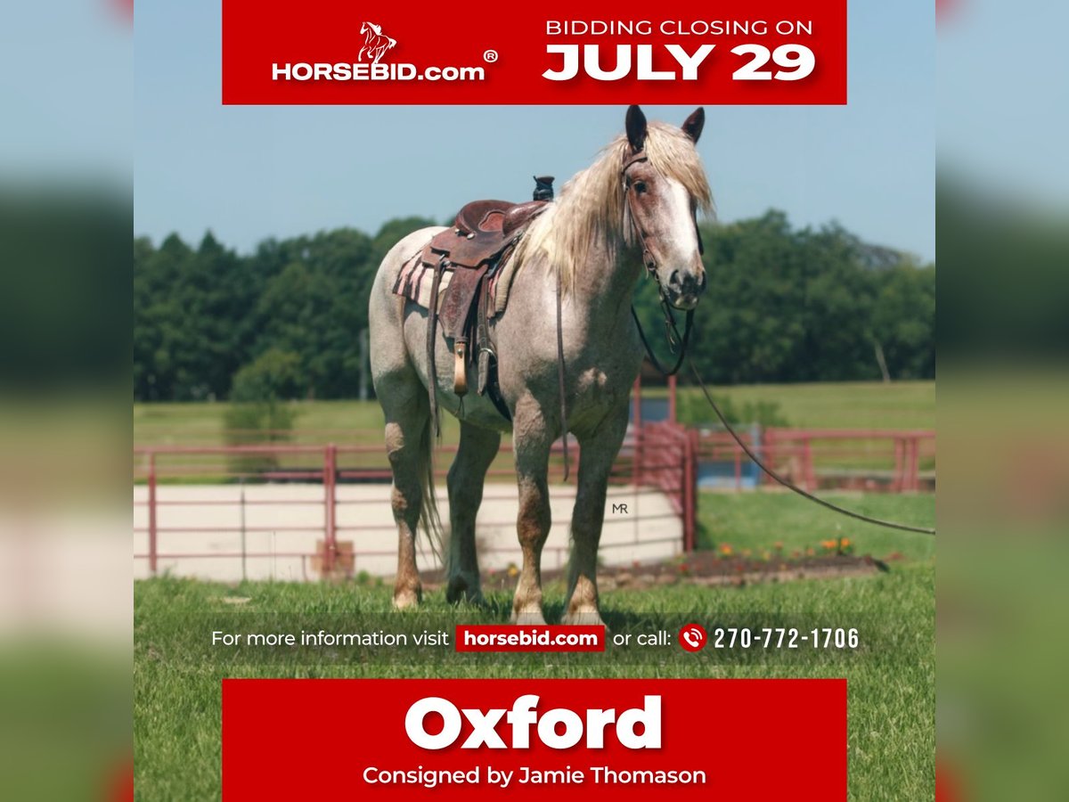 Draft Horse Valack 3 år 170 cm Rödskimmel in Auburn, KY