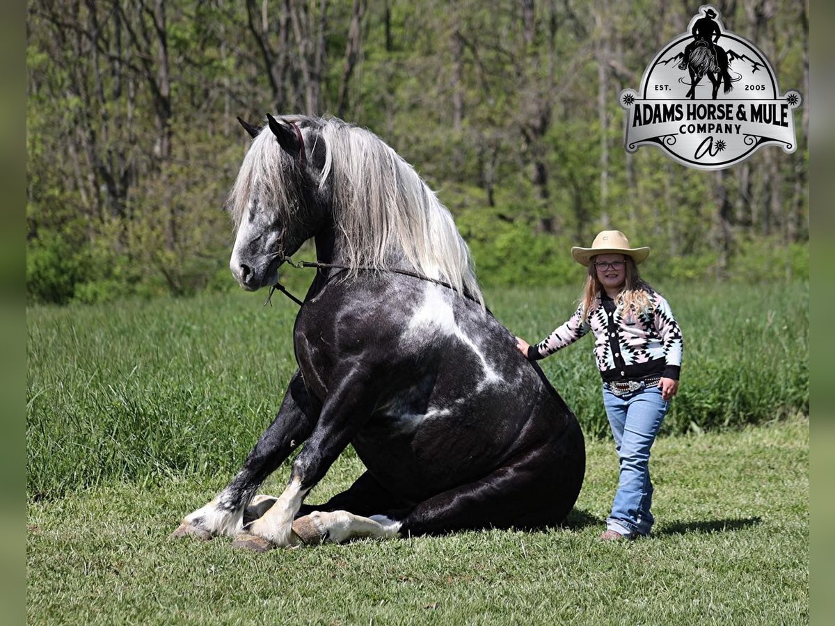 Draft Horse Valack 5 år 163 cm Tobiano-skäck-alla-färger in Mount Vernon, KY