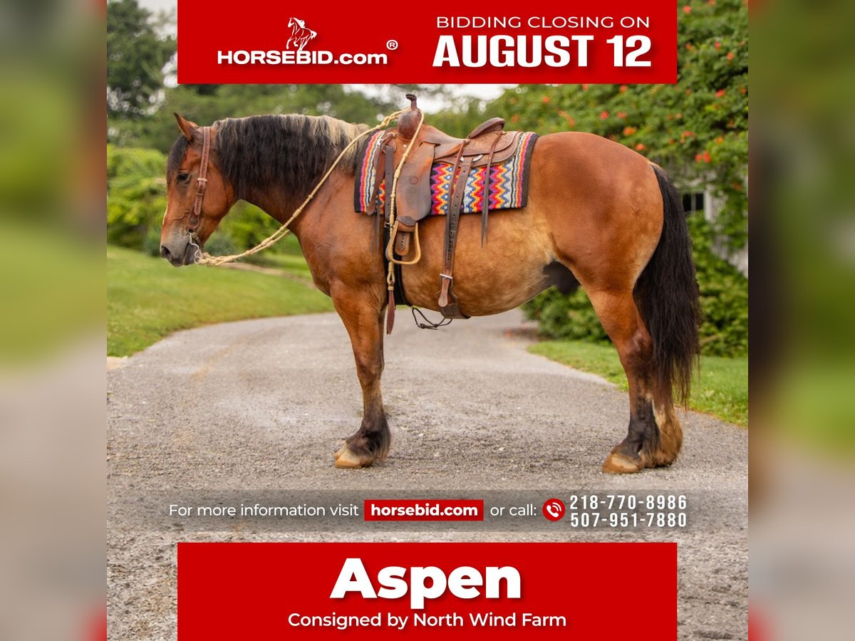 Draft Horse Blandning Valack 7 år 163 cm Brun in Millersburg