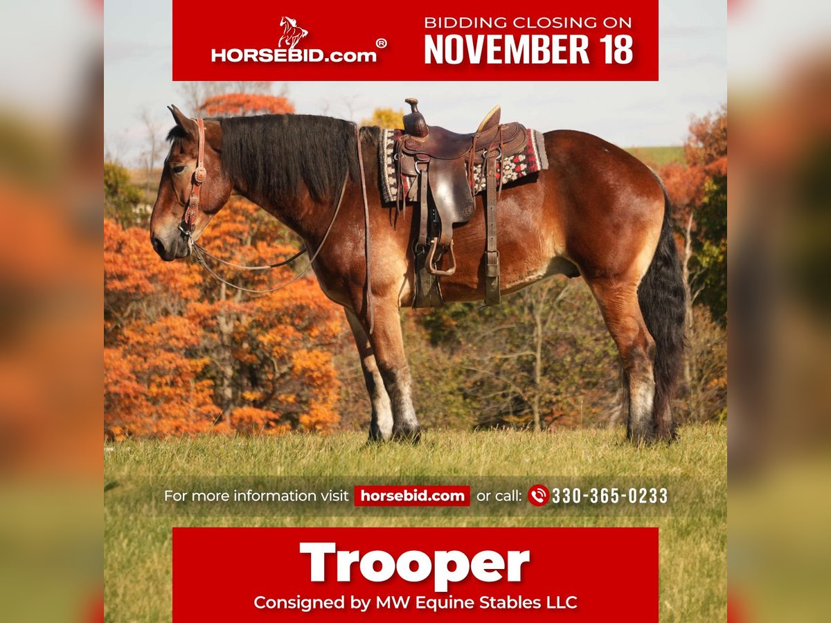 Draft Horse Blandning Valack 7 år 178 cm Brun in Fresno, OH