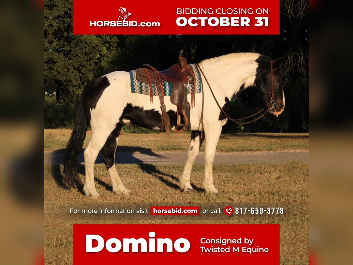 Draft Horse Blandning Valack 8 år 170 cm in Pilot Point, TX