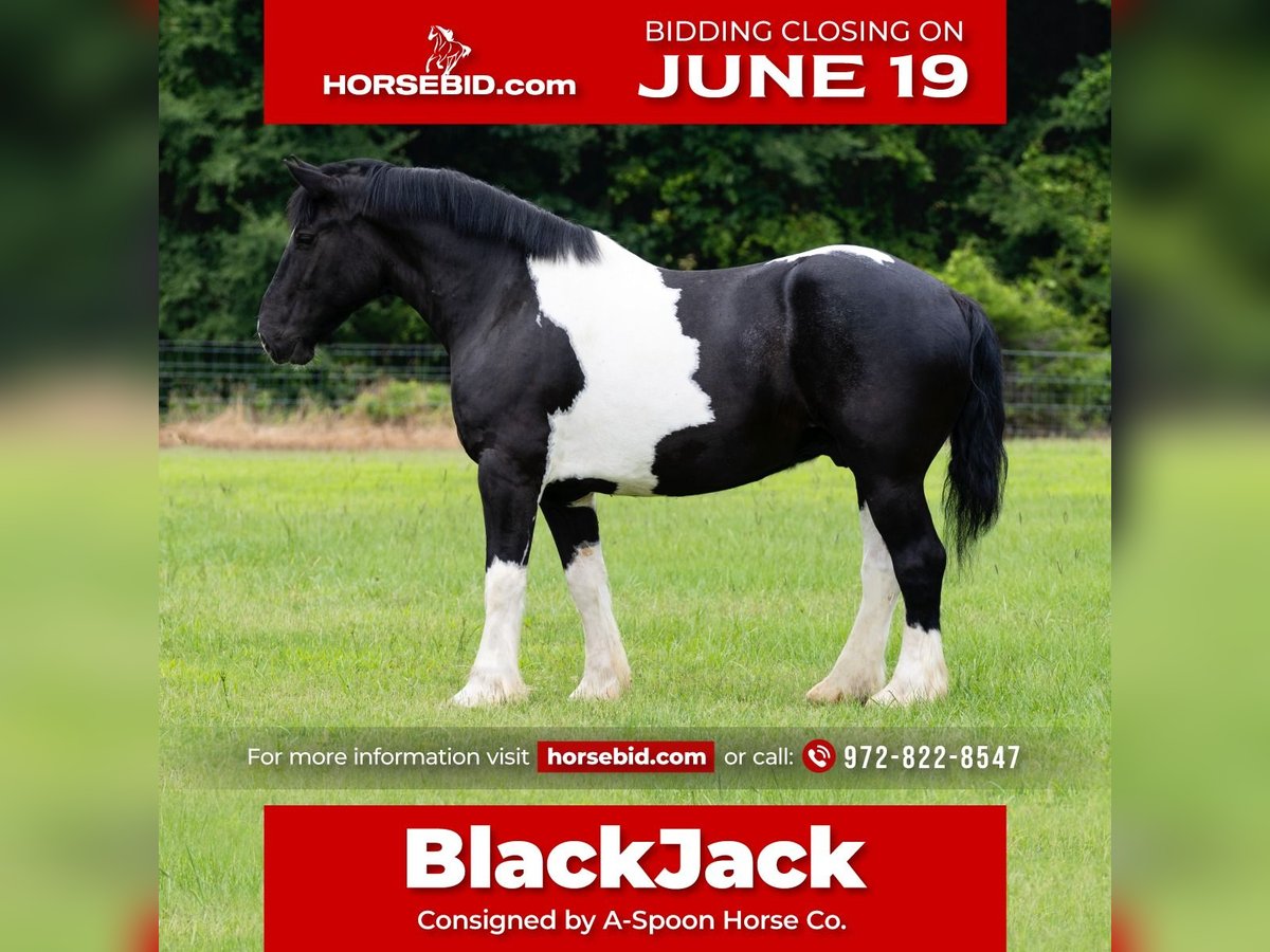 Draft Horse Blandning Valack 9 år in Kaufman, TX