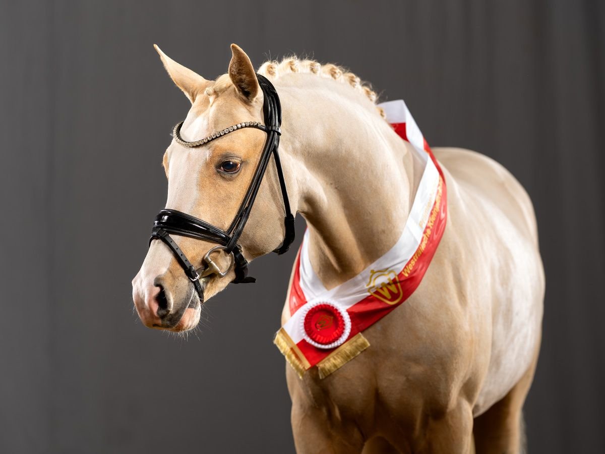 DREAM IN GOLD AT NRW Duitse rijpony Hengst Palomino in Bedburg