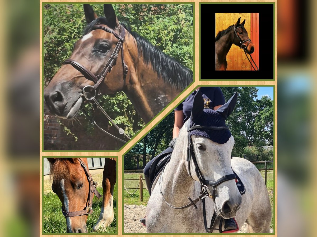 Dressurpferd zur Verfügung gesucht