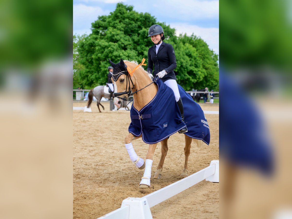 Dressurtalent sucht Partner – Pferd zur Verfügung/Turniervorstellung für den gehobenen Sport