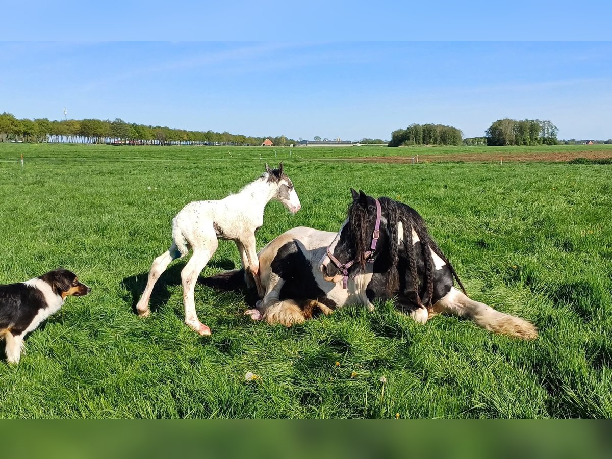 Drum-Horse Étalon Poulain (04/2025) 160 cm Pinto in Oldeholtwolde