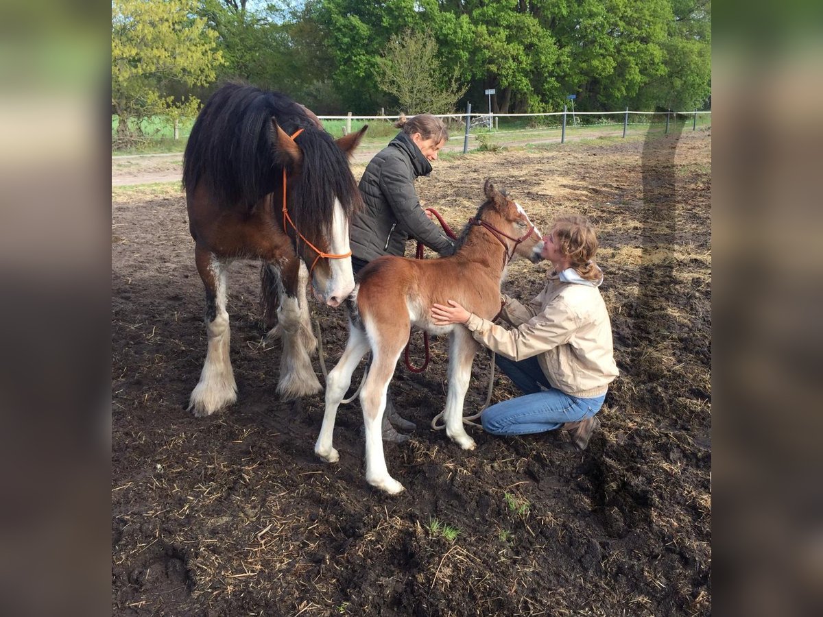 Drum Horse Gelding 5 years 15,3 hh Brown in Queaux