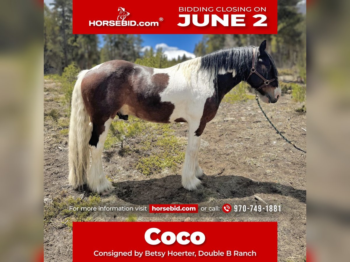 Drum Horse Gelding 6 years 15,3 hh Tobiano-all-colors in Fairplay, CO