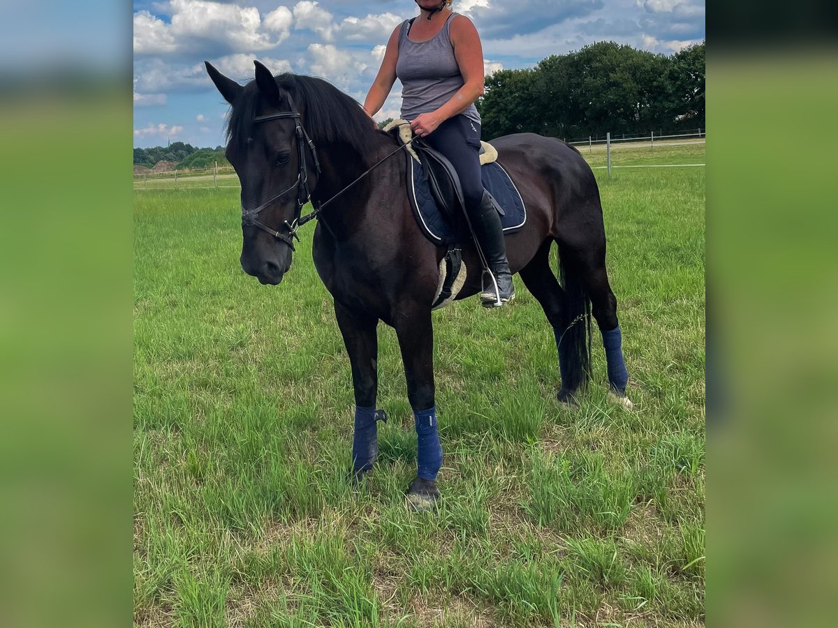 Drum Horse Mare 10 years 16 hh Black in Neuenkirchen-V&#xF6;rden