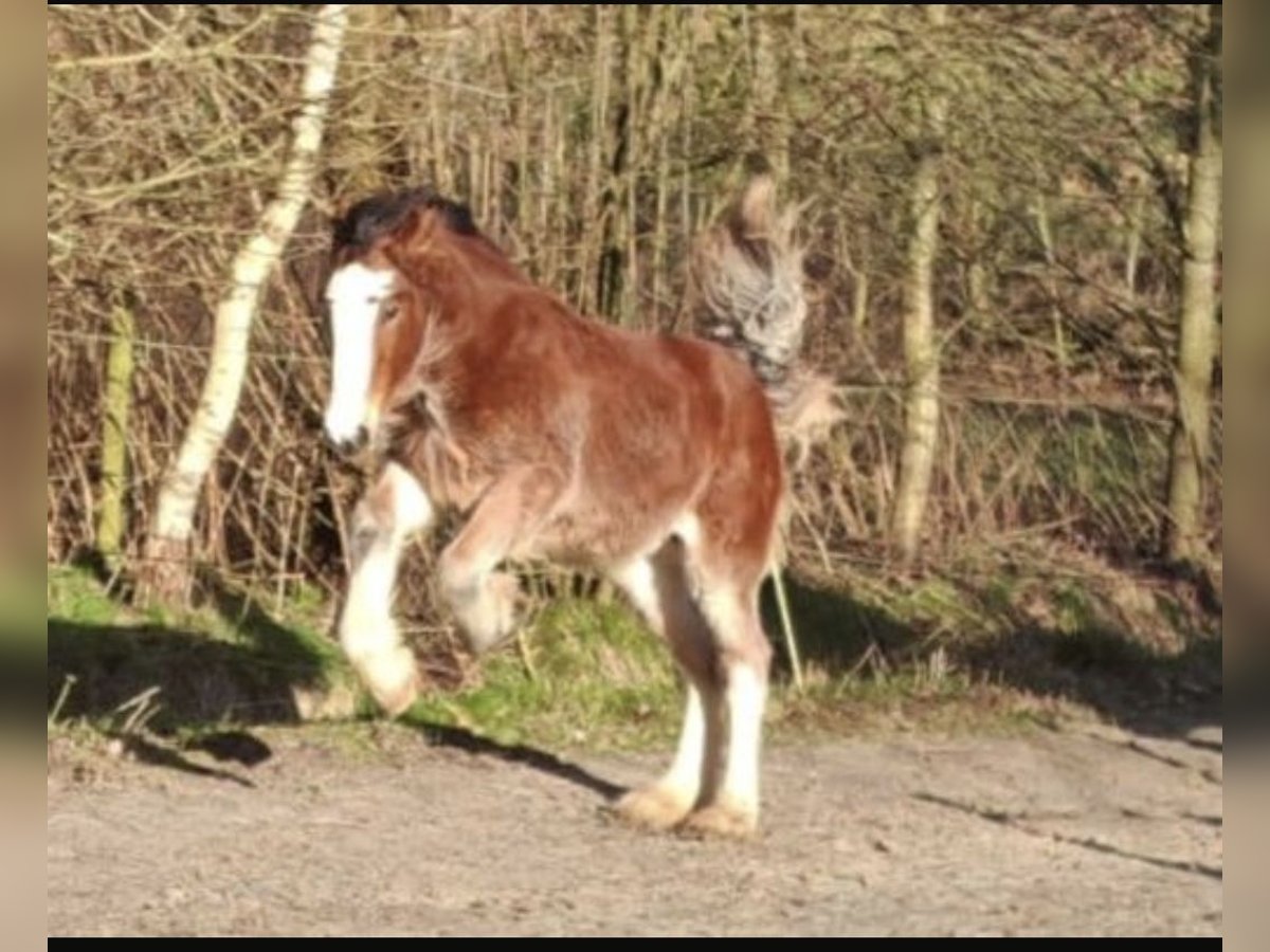 Drum Horse Mare 1 year 17 hh Brown in Großefehn