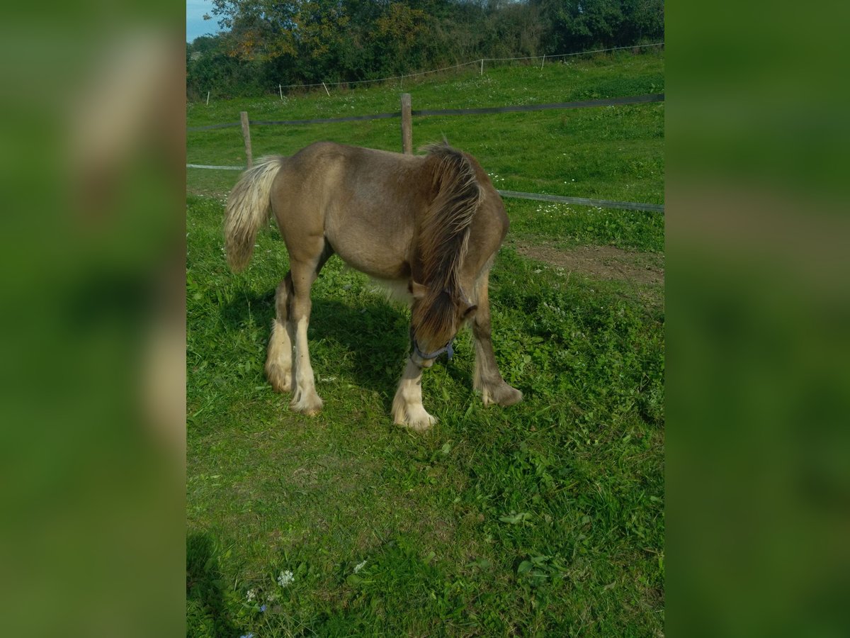 Drum Horse Mare 1 year Dun in SAINTE GEMME