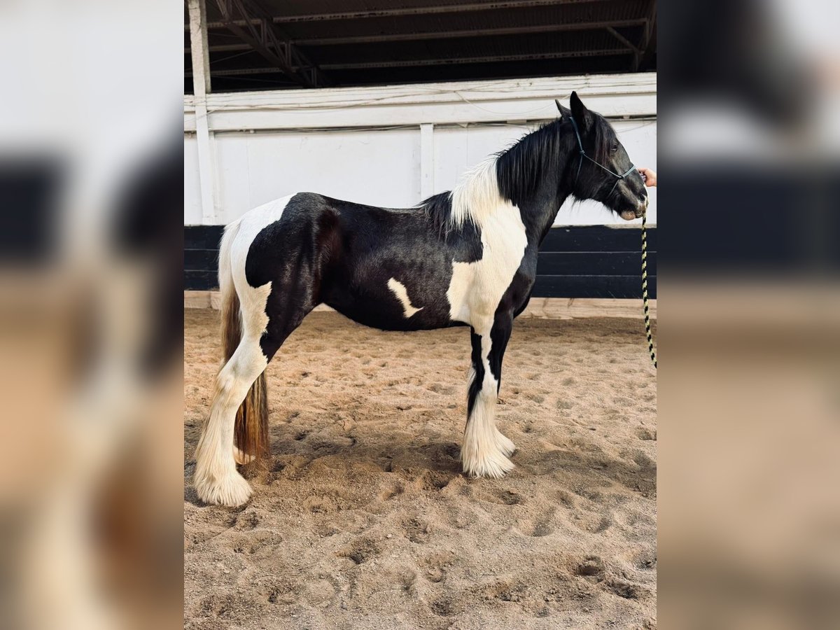 Drum Horse Mare 2 years 16 hh Tobiano-all-colors in Ortonville