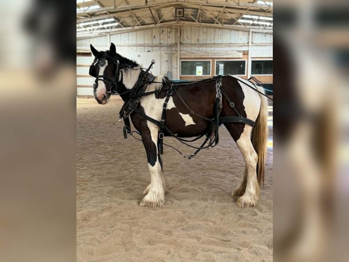 Drum Horse Mare 2 years 16 hh Tobiano-all-colors in Ortonville