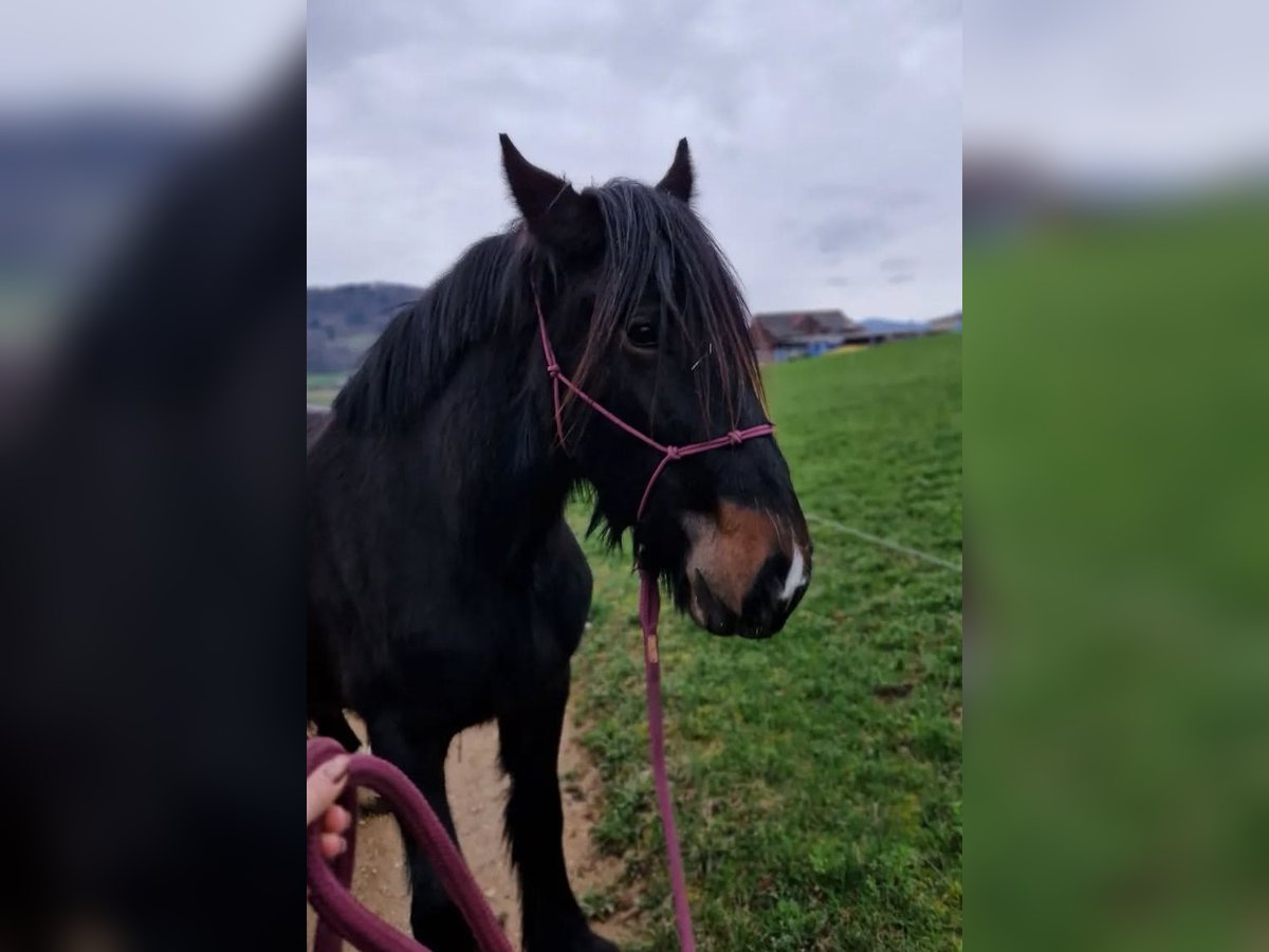 Drum Horse Mare 3 years 17 hh Black in Reigoldswil