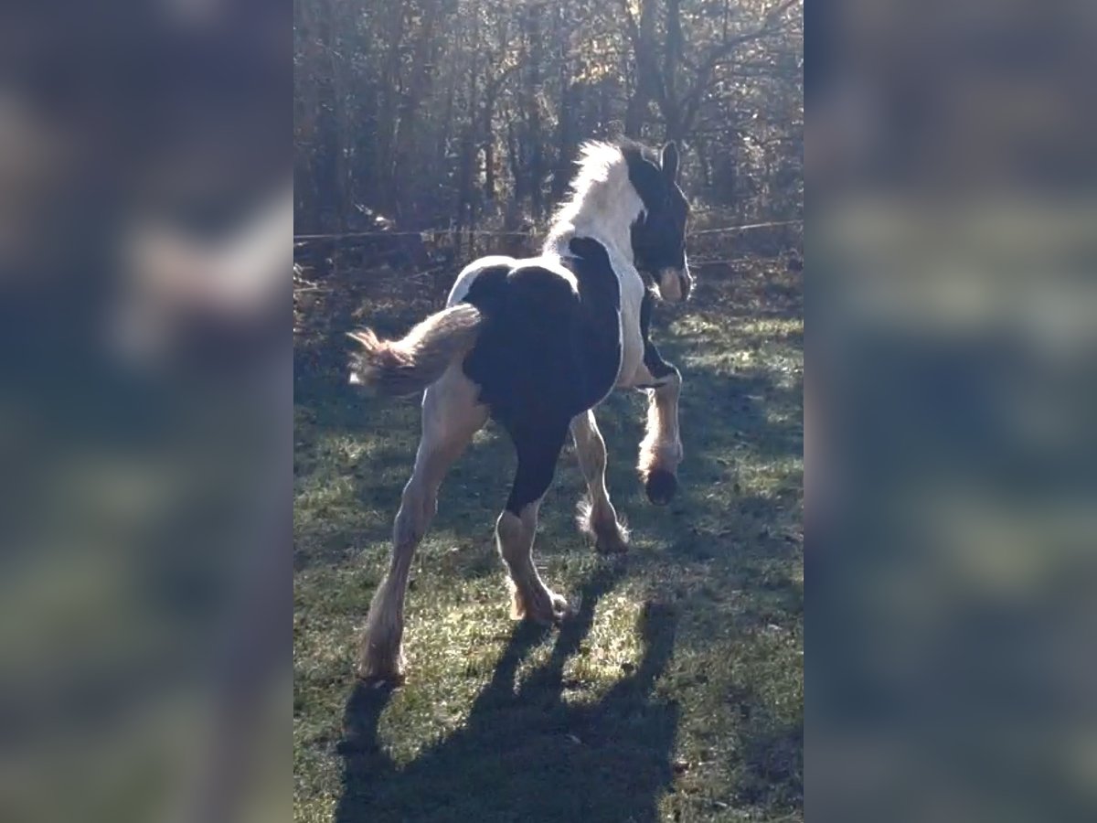 Drum Horse Stallion 1 year 14 hh in Rathenow