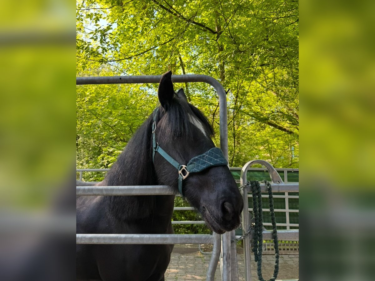 Drum-Horse Stute 15 Jahre 174 cm Rappe in Berlin