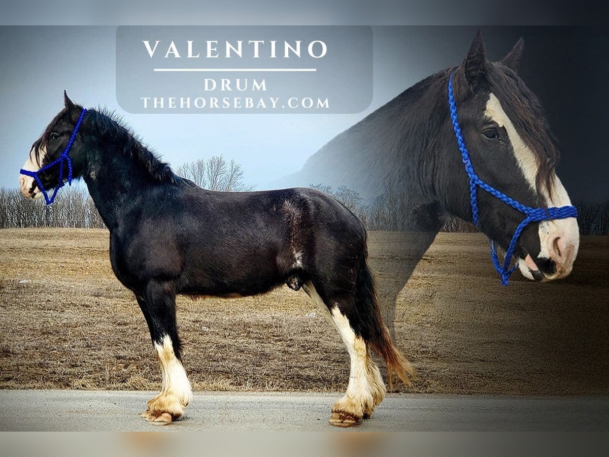 Drum-Horse Wallach 5 Jahre 173 cm Rappe in Somerset, PA