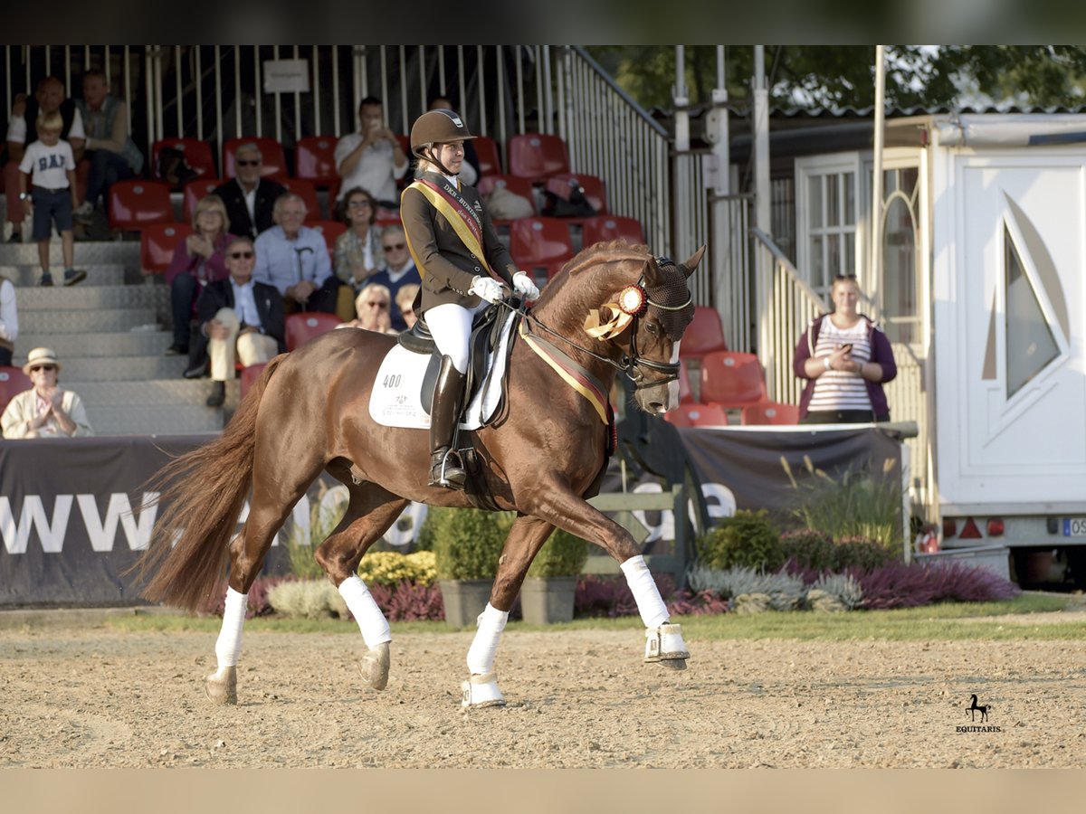DSP DOMINY Bavarian Warmblood Stallion in L&#xF6;ningen