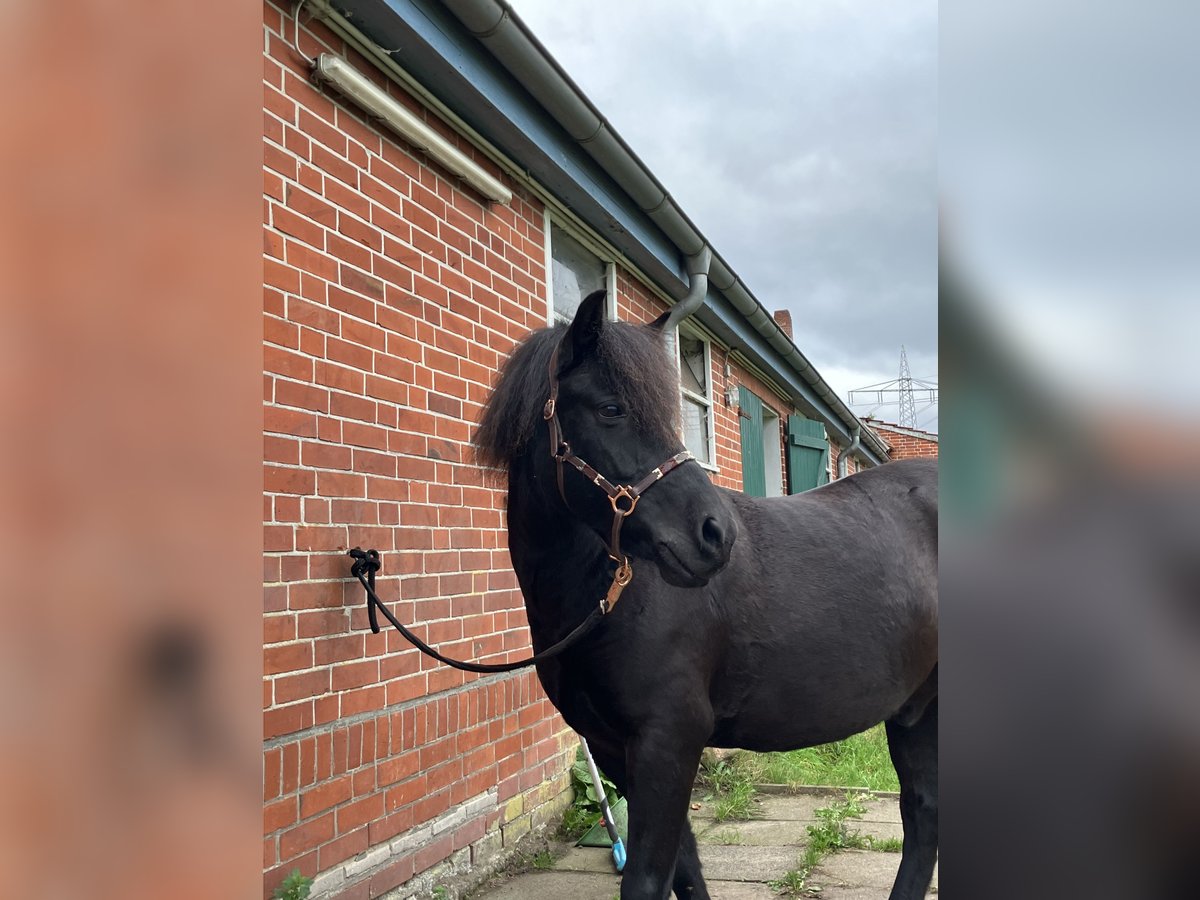 Duelmen Gelding 14 years 13 hh Black in Lilienthal
