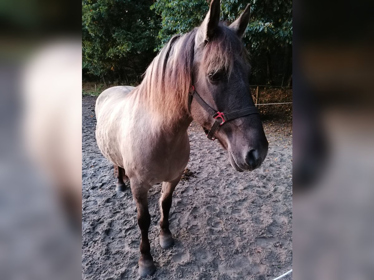 Duelmen Mix Gelding 14 years 14,2 hh Brown-Light in Aurich Egels