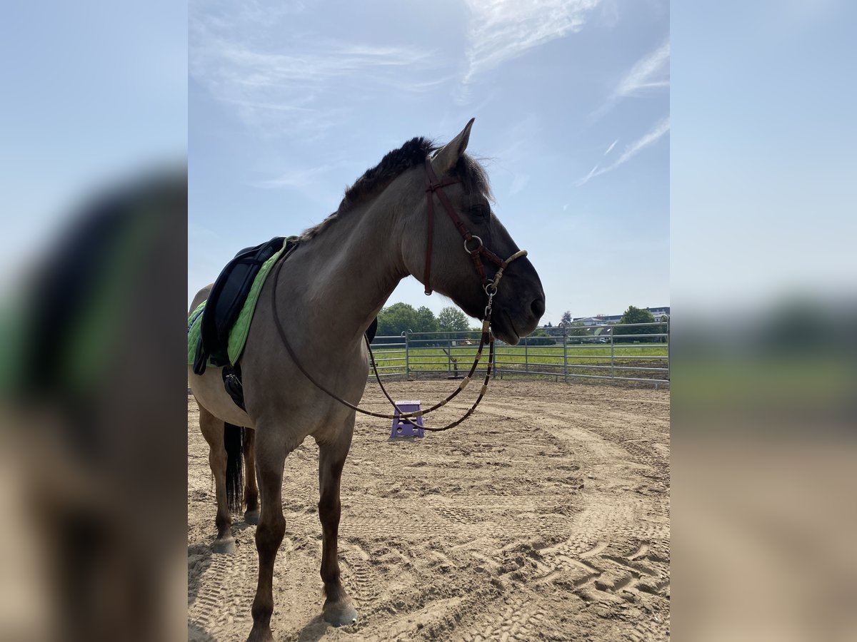 Duelmen Gelding 18 years 14,2 hh in Kaarst