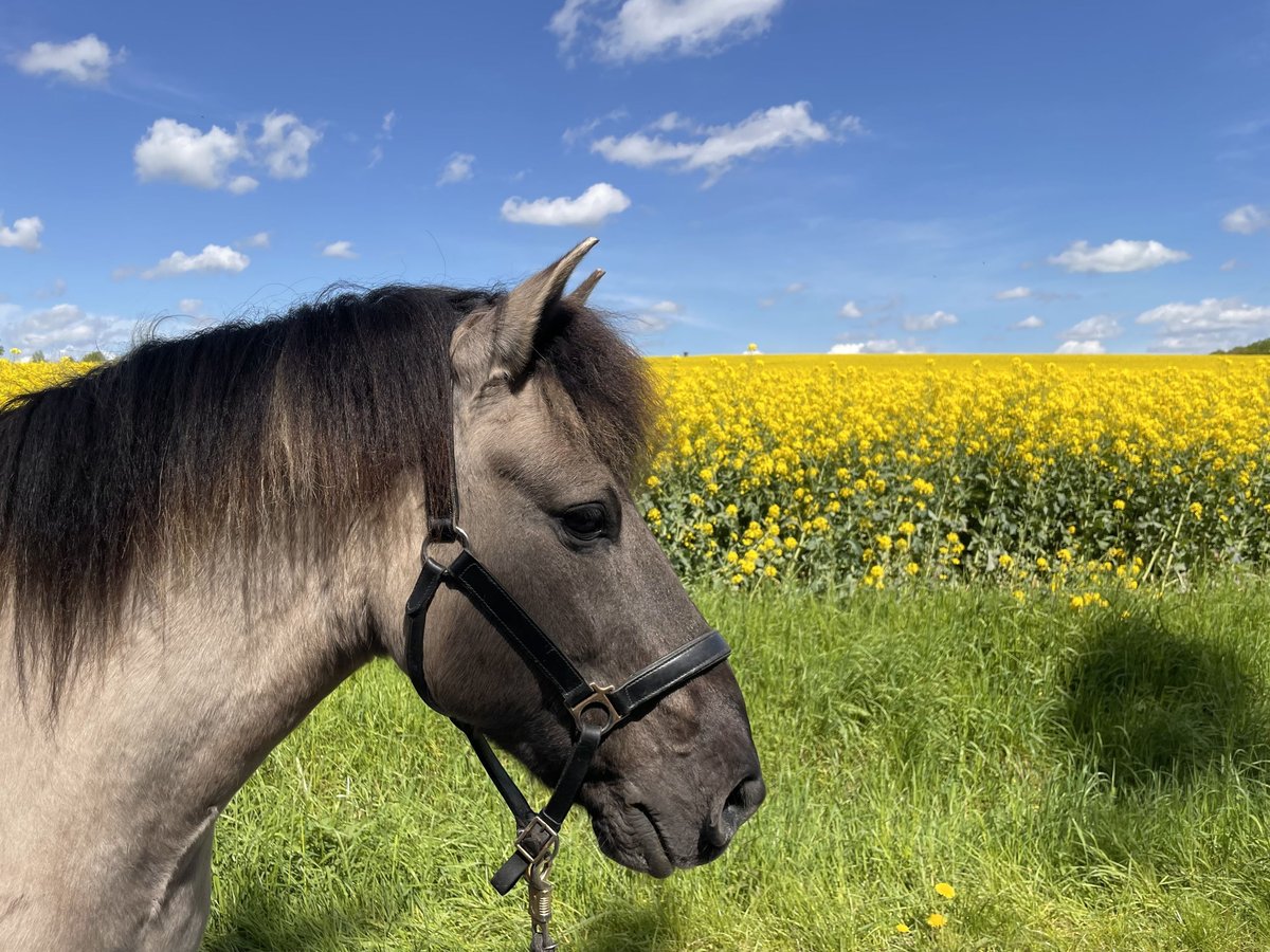 Duelmen Gelding 19 years 13,3 hh Dun in Borgholzhausen