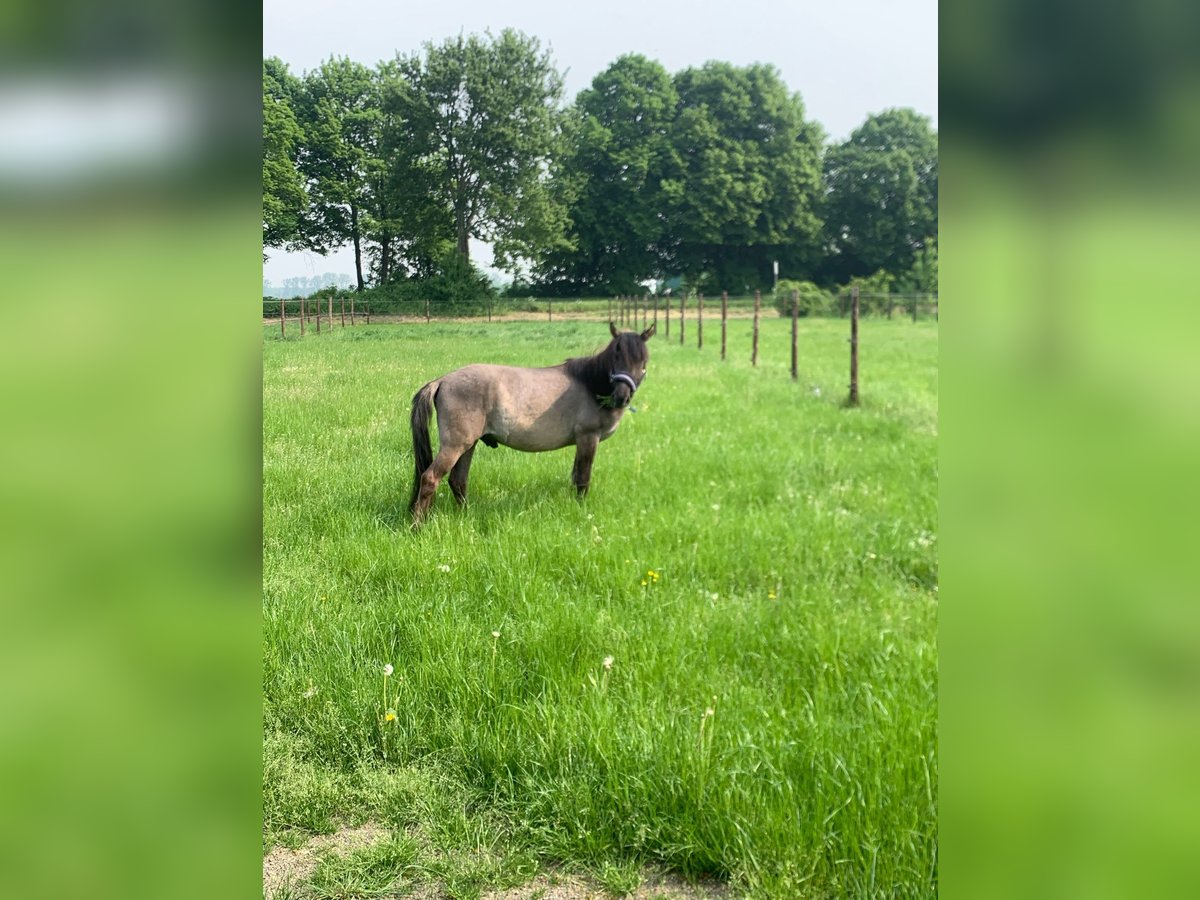 Duelmen Gelding 3 years 12,3 hh Dun in PulheimPulheim