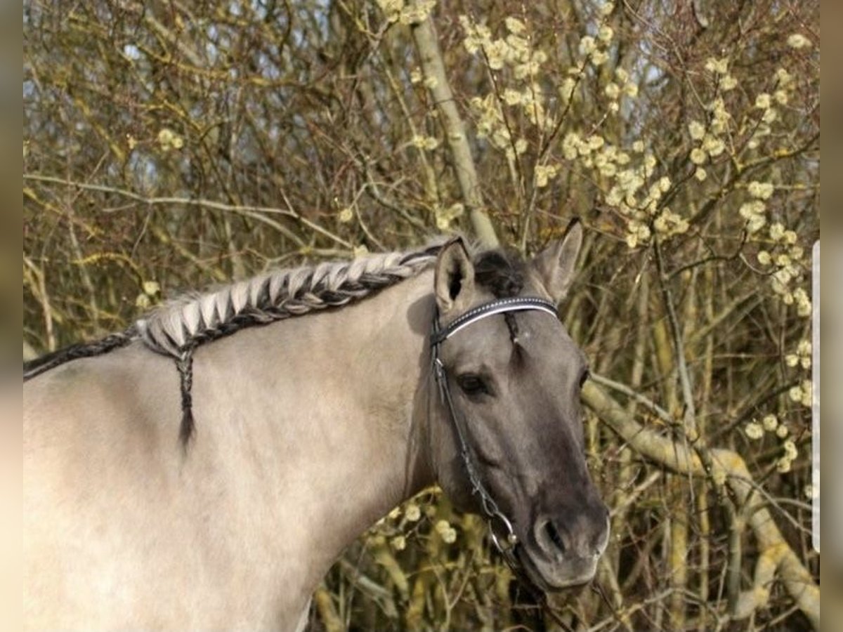 Dülmen Hongre 20 Ans 148 cm Isabelle in Bondorf