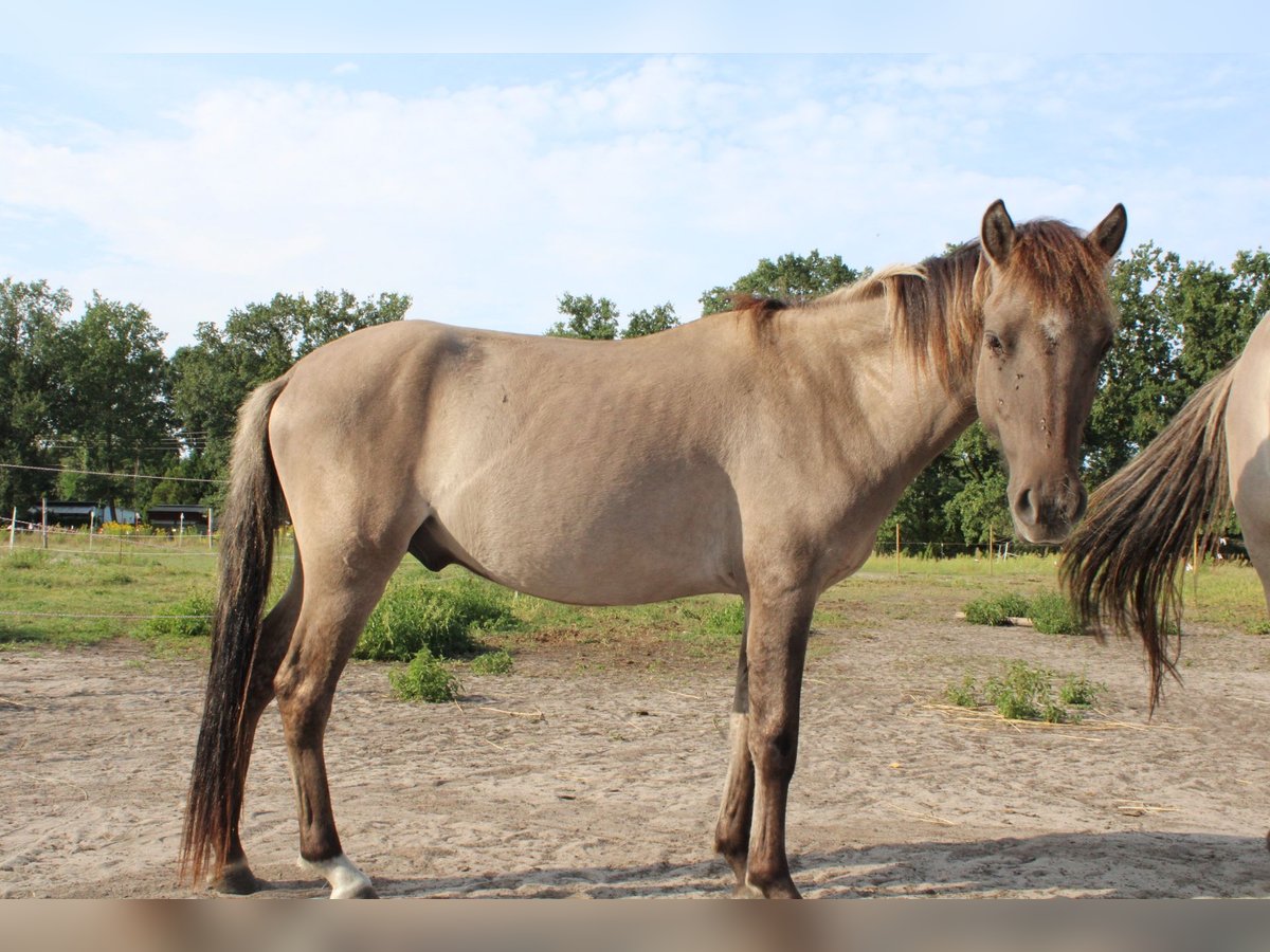 Dülmen Hongre 3 Ans 135 cm Isabelle in Wusterwitz