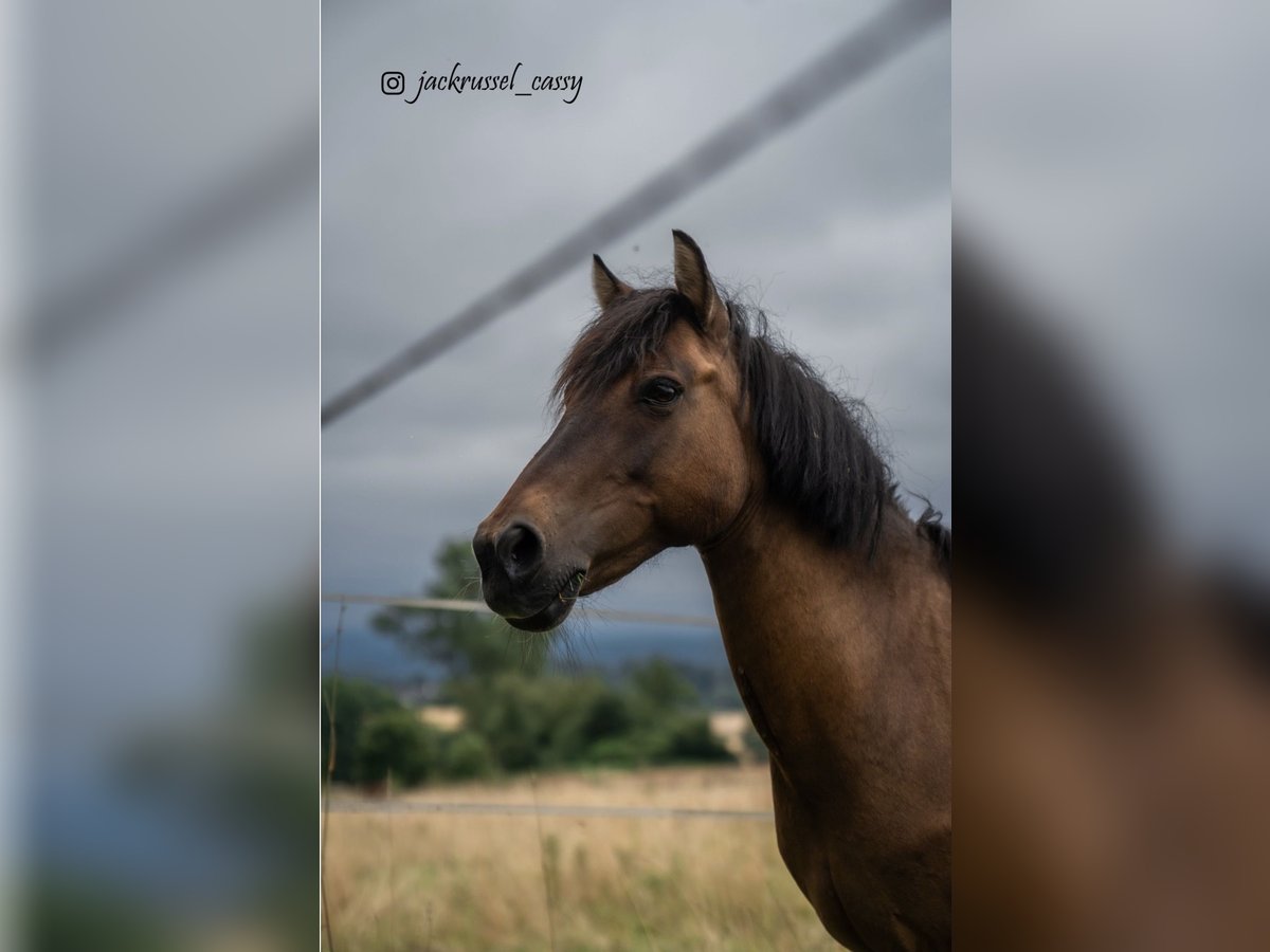 Duelmen Mare 16 years 11,2 hh Brown in KasseL