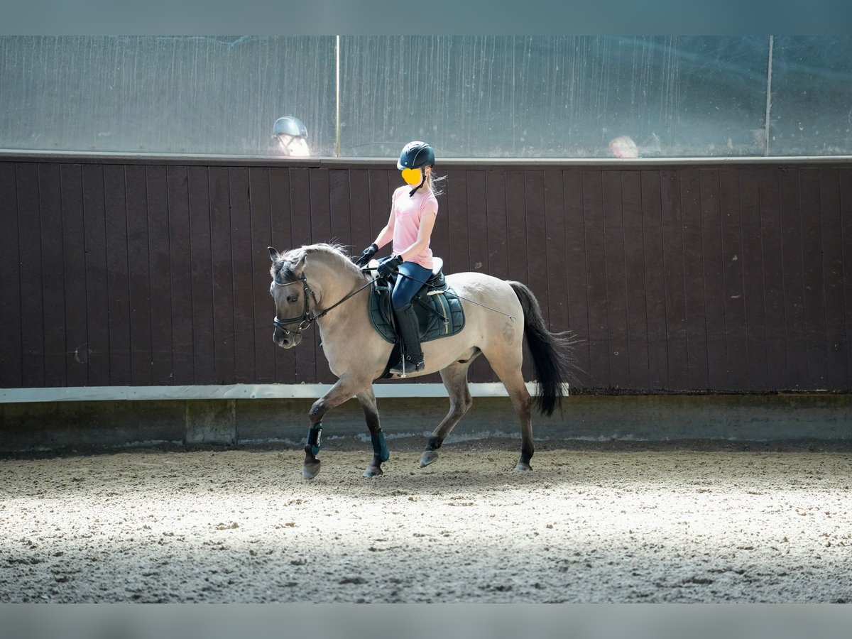 Dülmen Pony Castrone 12 Anni 138 cm Falbo in Herborn