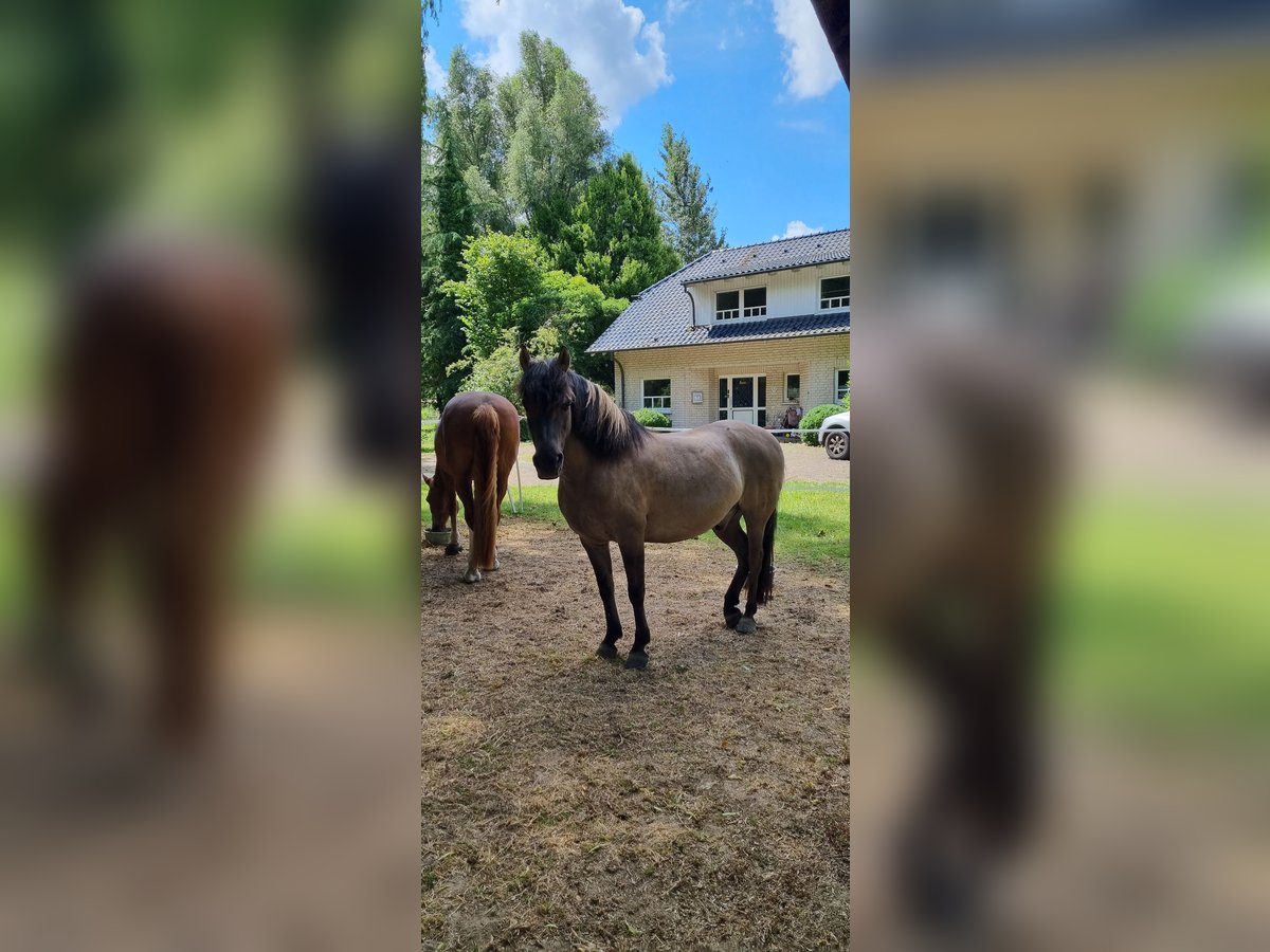 Dülmen Pony Castrone 15 Anni 134 cm Falbo in Hamm