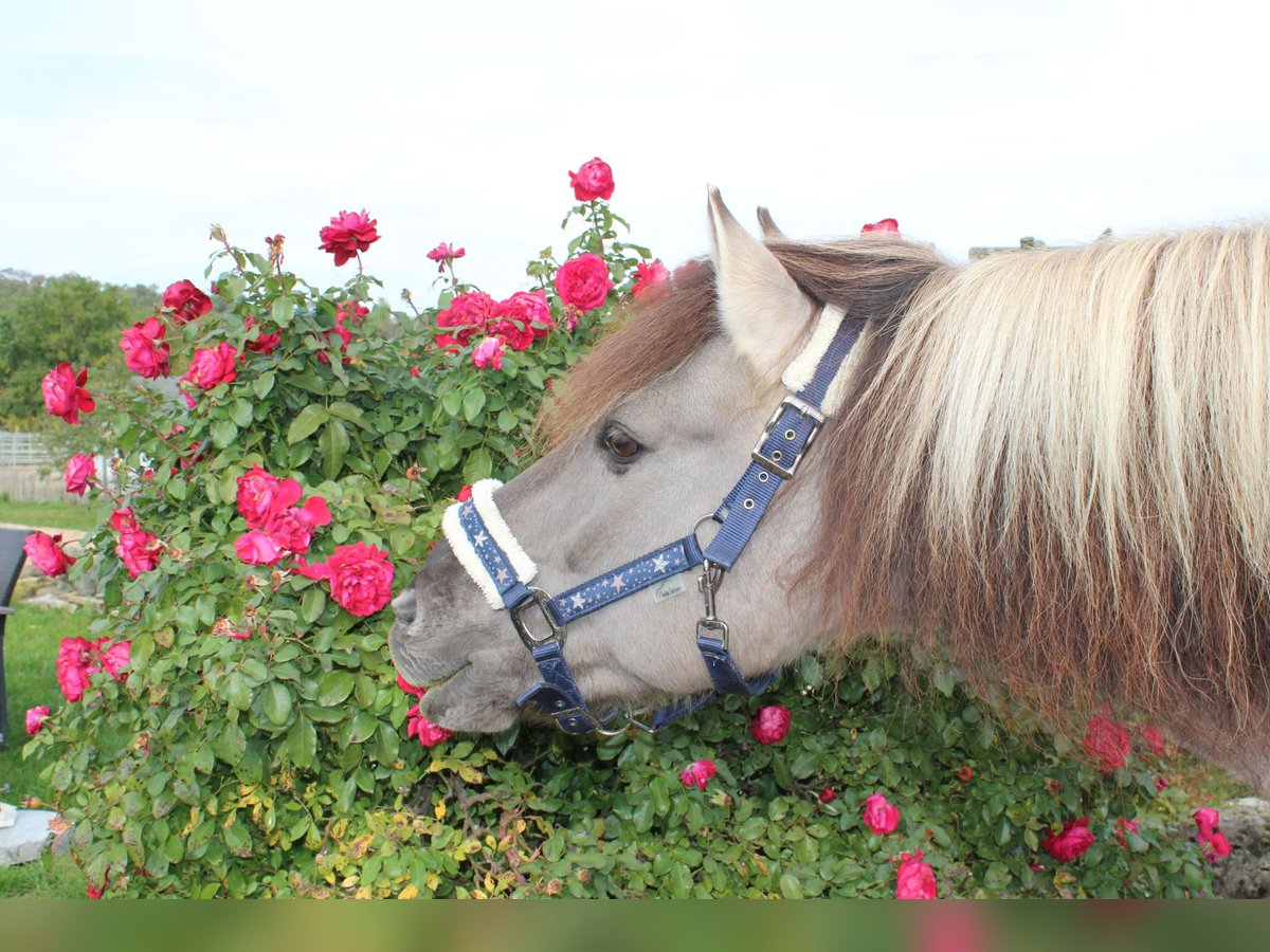 Dülmen Pony Castrone 18 Anni 144 cm Falbo in Dornum