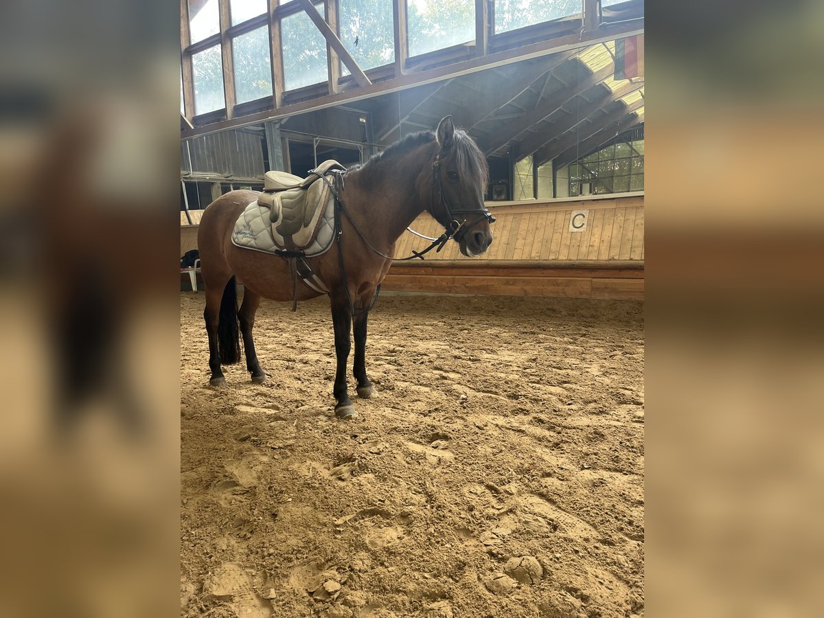 Dülmen Pony Giumenta 16 Anni 120 cm Baio in KasseL