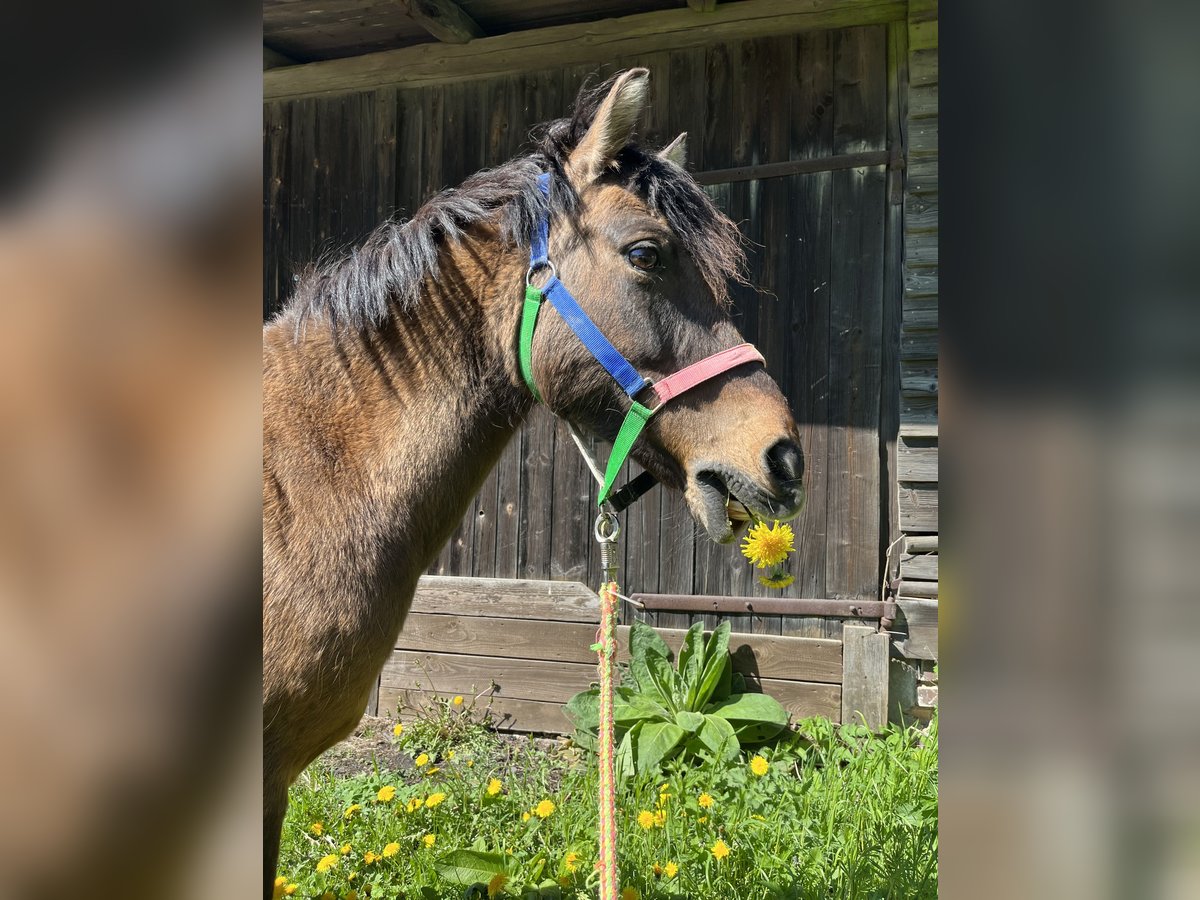 Dülmener-paard Merrie 16 Jaar 110 cm Bruin in Immenhausen
