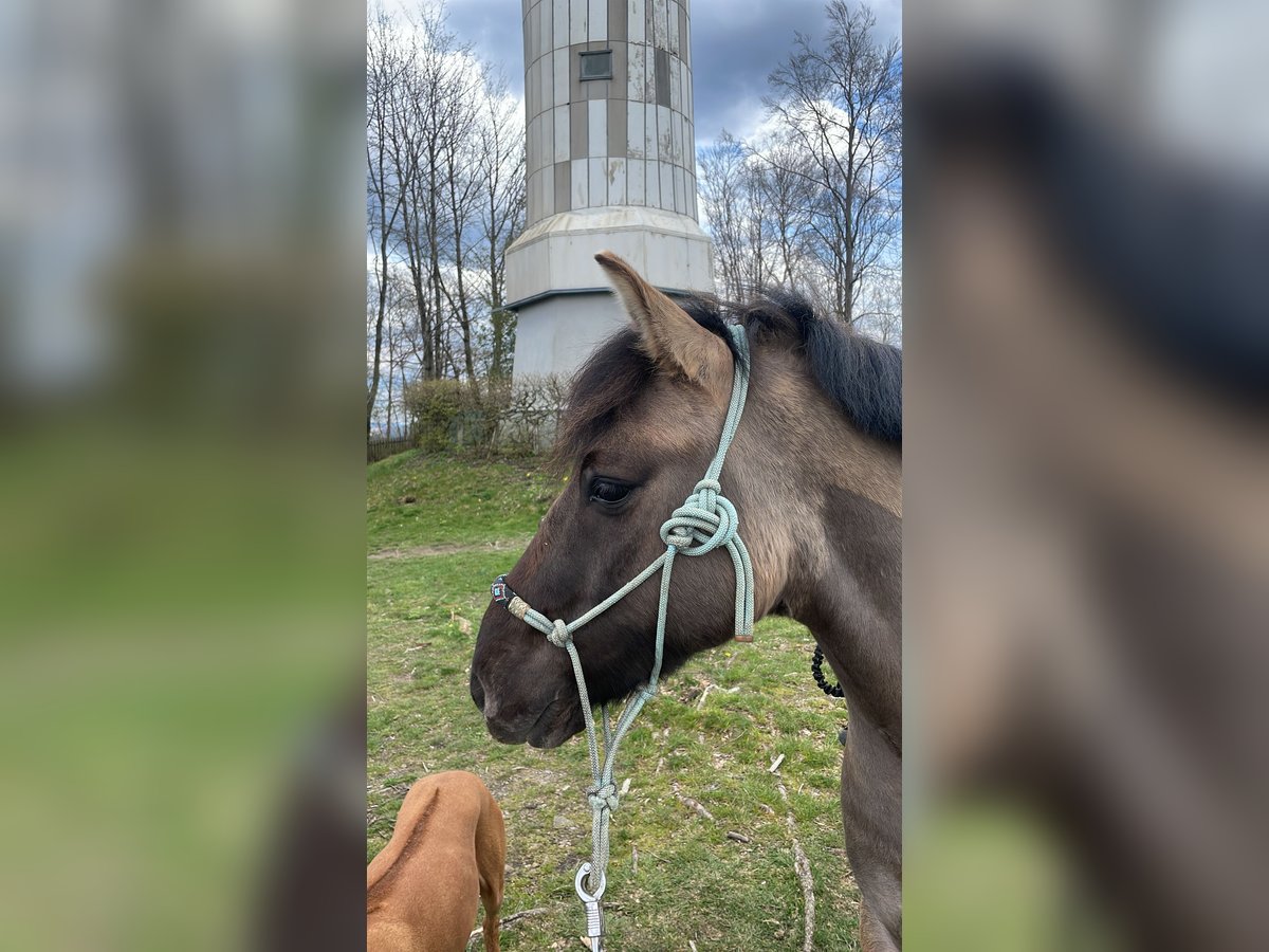 Dülmener-paard Ruin 7 Jaar 135 cm in Lüdenscheid